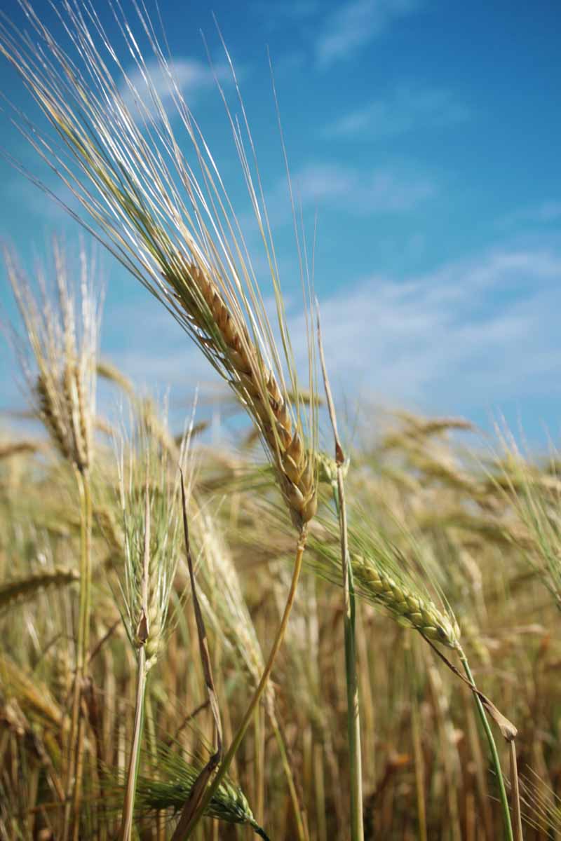 [wheat+2.jpg]