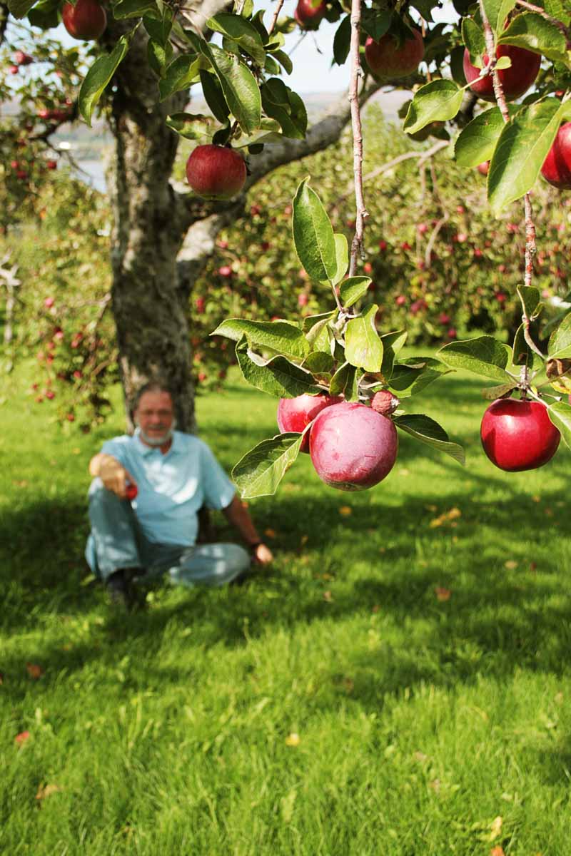 [gros+plan+sur+pomme.jpg]