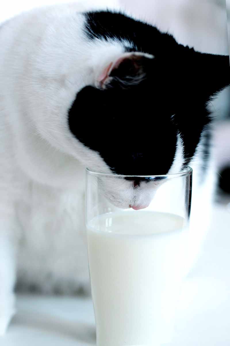[drinking+milk.jpg]