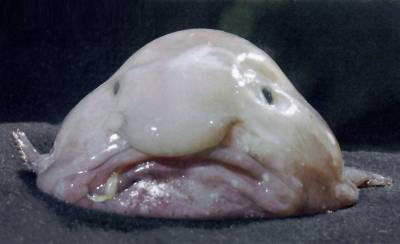 [Blobfish.jpg]