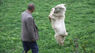 http://4.bp.blogspot.com/_eyBbcdYh1Ow/S6Ibz3J0GoI/AAAAAAAADQg/hOVItz2Jm60/s400/dancing_goat.jpg