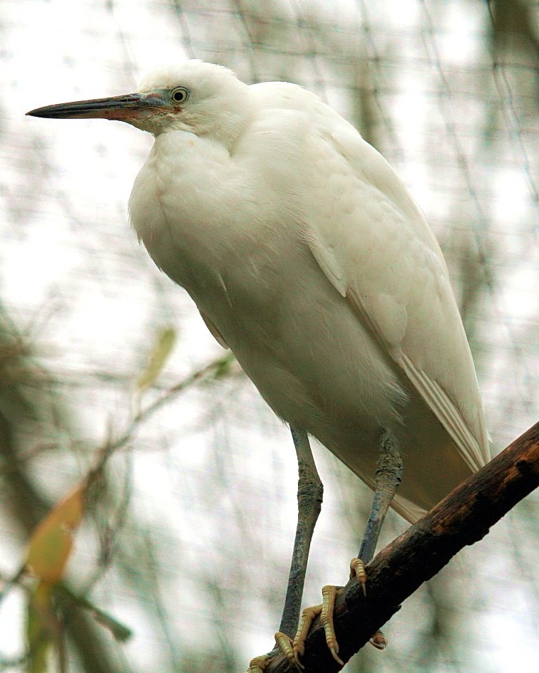 [Little+Egret+-+credit+Lol+Beacham.jpg]