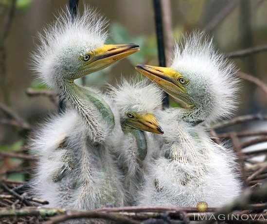 [Egret-chicks2.jpg]