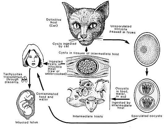 Cat Virus Human Behavior Cat Virus Human Behavior