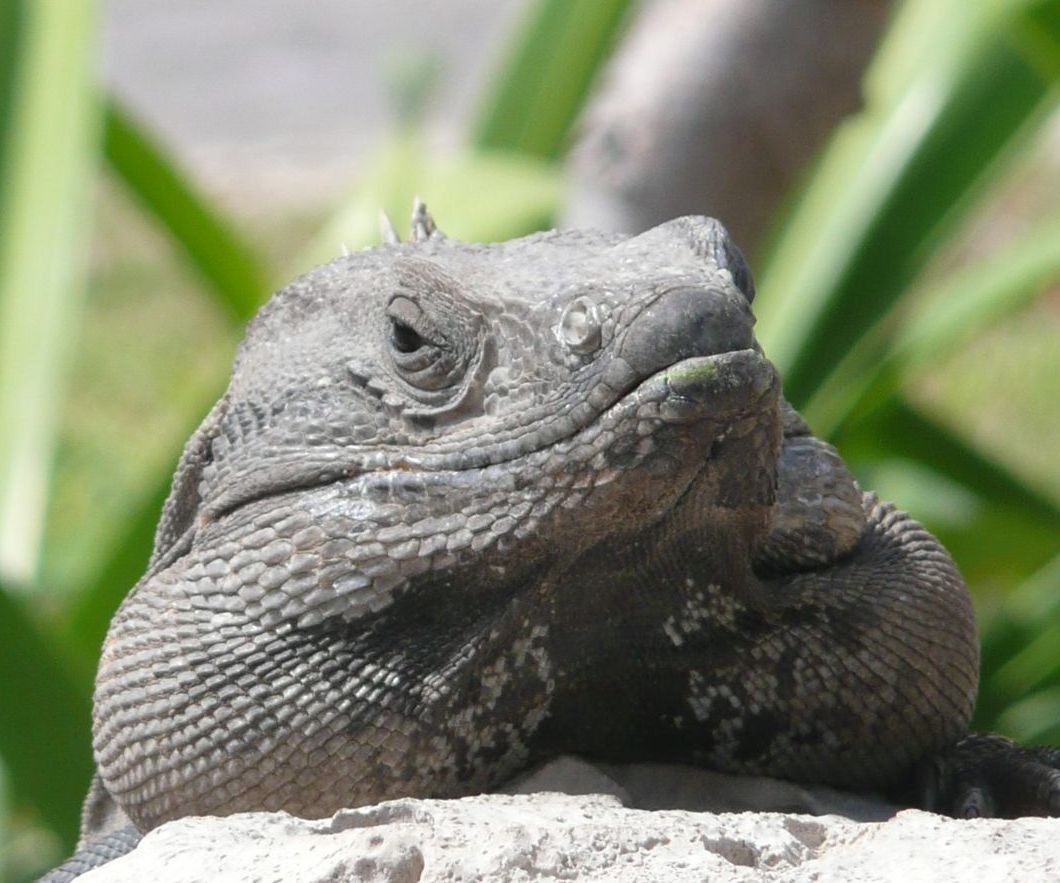 [iguana+face+cropped.jpg]