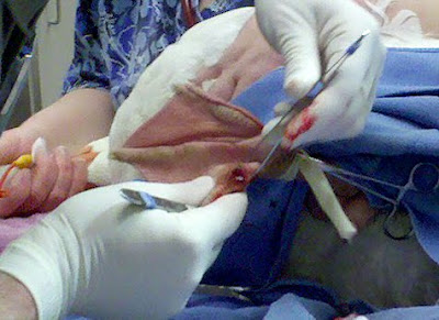 Lucy Goose: Surgery for Bumblefoot