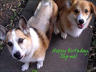 corgis Tilin and Jack