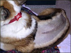 winecountrydog's back showing incision