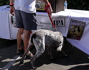 Big dog at Lagunitas table