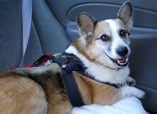 winecountrydog Tilin thinking about going back to tavern