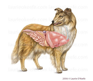 See LaurieOKeefe.com canine veterinary medicine illustrations!