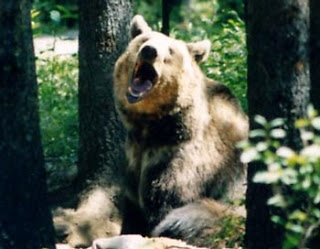 Big yawning grizzly bear