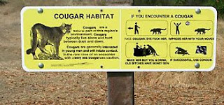 cougar non sequitur