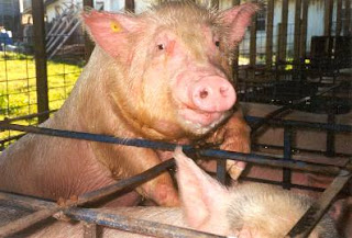 What lovely pig friends!