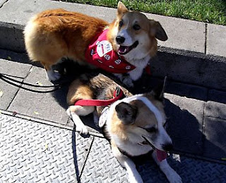 Jack Corgi out puttin' paws up fur Prop 2 with wine country dog Tilin Corgi