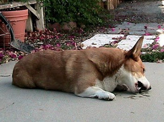 Corgi Emma chews her treat in garden