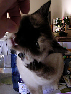 Ani gave the earbuds her most ferocious bite!