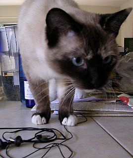 Ani got bored chewing the earbuds and was distracted by something else.