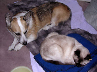 Me, Tilin winecountrydog Corgi, sitting with my Ani Siamese cat