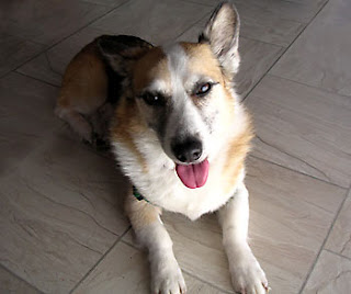 Tilin Corgi is tired from pawtying.