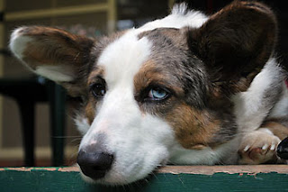 Cardigan Welsh Corgi photograph copyright flickr Acts of Dog