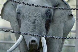 Billy Elephant