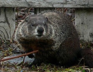 another groundhog buddy