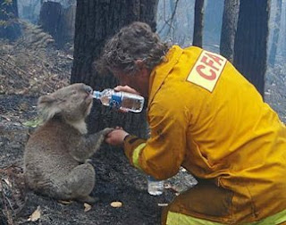 Koala found in Vic fires