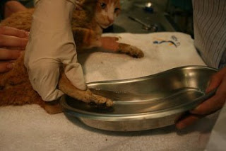 Garfield the Vic cat gets a cooling bath for his burns