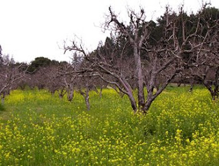 pretty field full of mustard