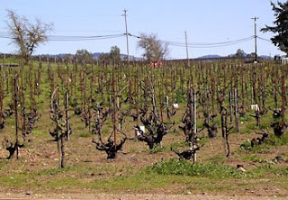 old Zinfandel vines