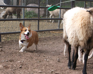 Emma Corgi herding sheep