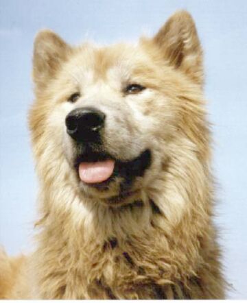 hunde hunde