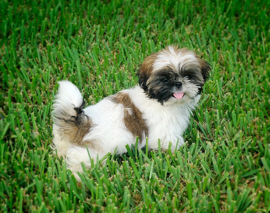 3 month shih tzu icaryn the new puppy in town 3 month shih tzu icaryn the new puppy in town
