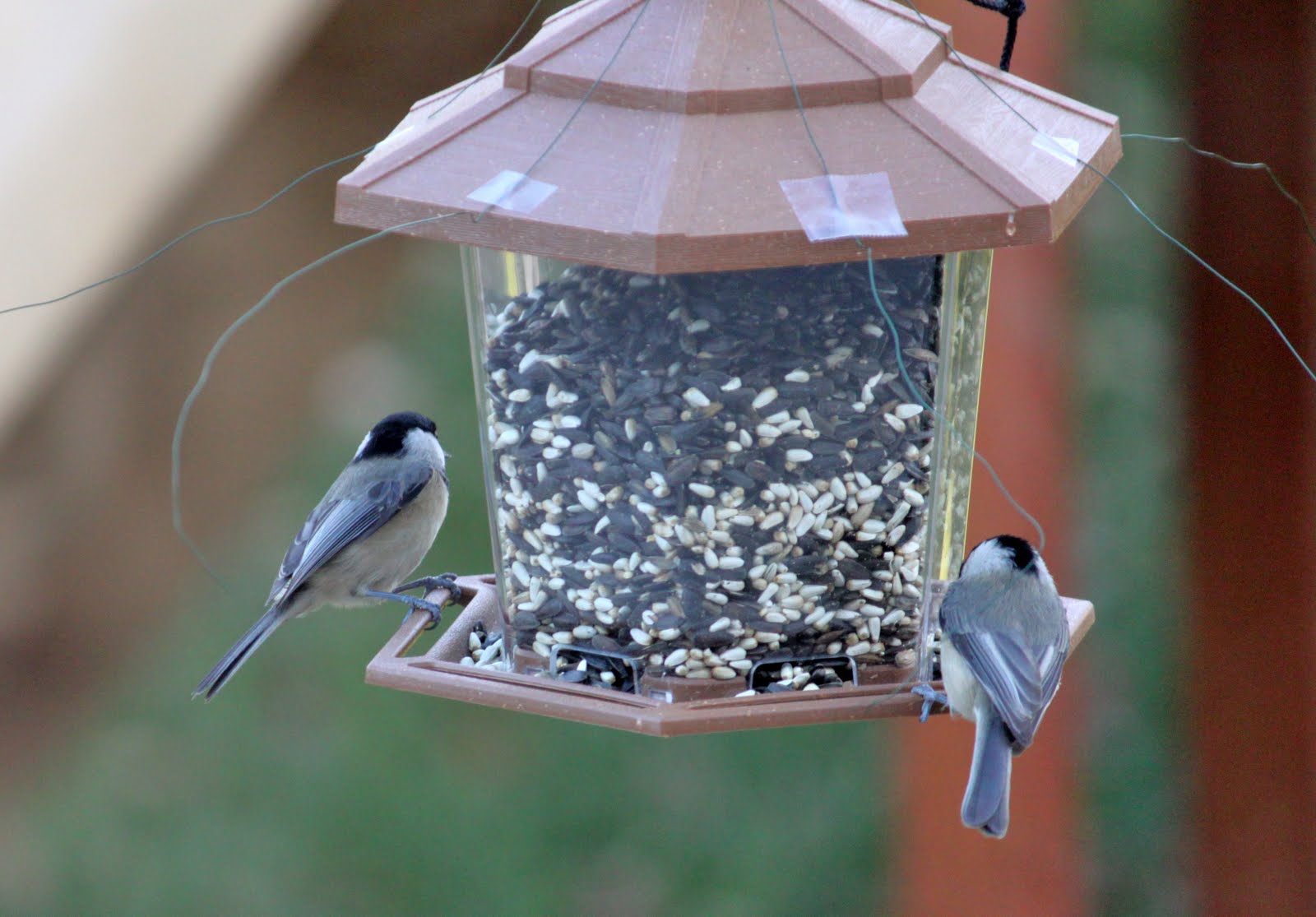 At My Backyard Feeder Battling House Sparrows