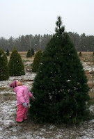 The Perfect Christmas Tree