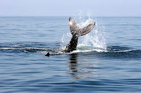 Humpback Whale Flukes in Banderas Bay, Puerto Vallarta