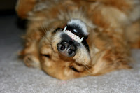 Golden's Upside-Down Smile