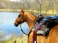 Ole the Quarter Horse Tied During a Lunch Break
