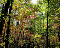 Sun Shining through Fall Leaves in Minnesota