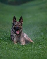 Zada, a European Line German Shepherd