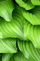 Hosta Leaves