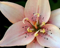 Lily Pistil & Stamen