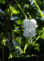 White Bleeding Hearts in Sunken Garden: Como Conservatory