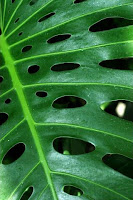 Frond at Como Conservatory