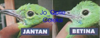 http://4.bp.blogspot.com/_f0c-gFY1J5s/TGqhIs2JT3I/AAAAAAAAABA/-oBcOzTlJpM/s1600/cicoce2.jpg