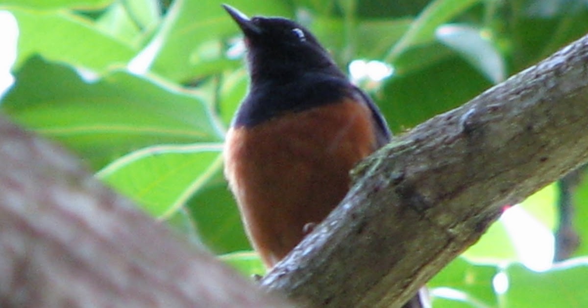 BirdingGirl Kauai Birds