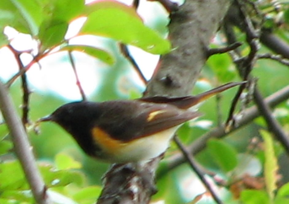 [Redstart_3.bmp]