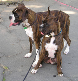 Cachorro+boxer