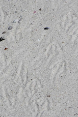 Penguin Tracks in the Sand